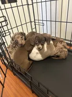 mocha, a female Miniature Dachshund for sale in Kissimmee, FL – 5 of 5