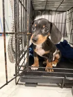 Léo  sweet boy, a male Miniature Dachshund for sale in Kissimmee, FL – 2 of 10