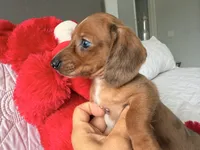 Scooby , a male Miniature Dachshund for sale in Kissimmee, FL – 6 of 8