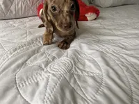 Mochi , a female Miniature Dachshund for sale in Kissimmee, FL – 7 of 9