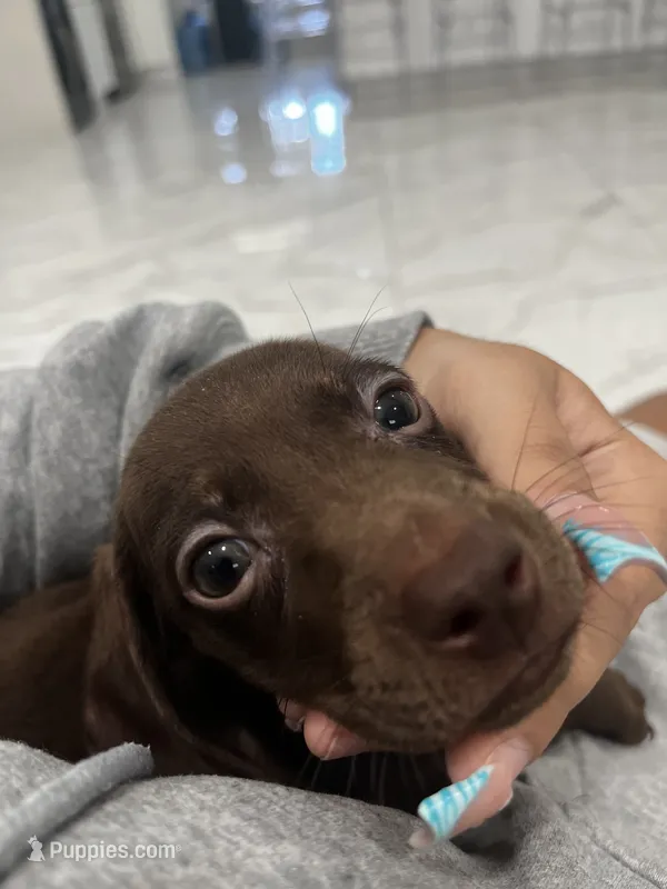 twix – Miniature Dachshund puppy for sale in Kissimmee, FL