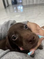 twix, a female Miniature Dachshund for sale in Kissimmee, FL – 1 of 3