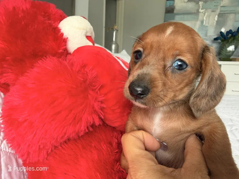 Scooby  – Miniature Dachshund puppy for sale in Kissimmee, FL