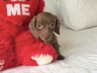 Theo , a male Miniature Dachshund for sale in Kissimmee, FL – 5 of 9
