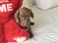Theo , a male Miniature Dachshund for sale in Kissimmee, FL – 8 of 9