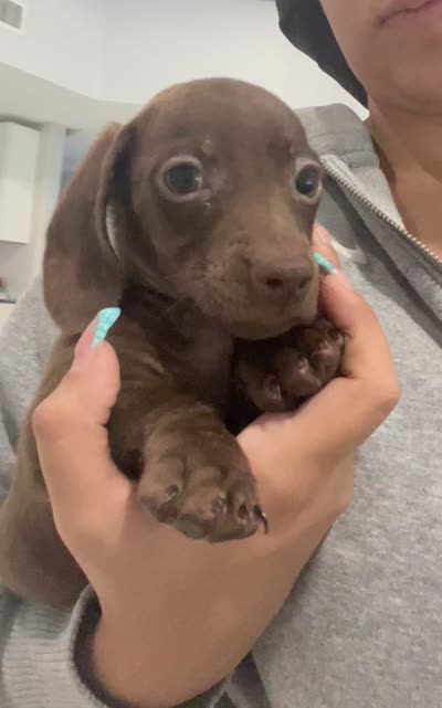twix, a female Miniature Dachshund for sale in Kissimmee, FL – 3 of 3