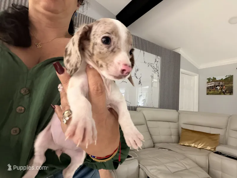 Snow  – Miniature Dachshund puppy for sale in Kissimmee, FL