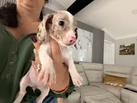 Snow , a female Miniature Dachshund for sale in Kissimmee, FL – 1 of 10