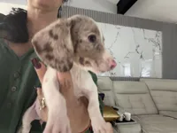 Snow , a female Miniature Dachshund for sale in Kissimmee, FL – 2 of 10