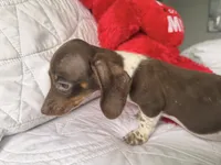 Emily , a female Miniature Dachshund for sale in Kissimmee, FL – 8 of 9