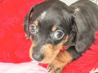 Gugu , a male Miniature Dachshund for sale in Kissimmee, FL – 9 of 9