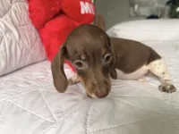Emily , a female Miniature Dachshund for sale in Kissimmee, FL – 9 of 9