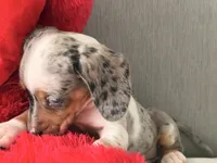 Meet-unique , a female Miniature Dachshund for sale in Kissimmee, FL – 9 of 9