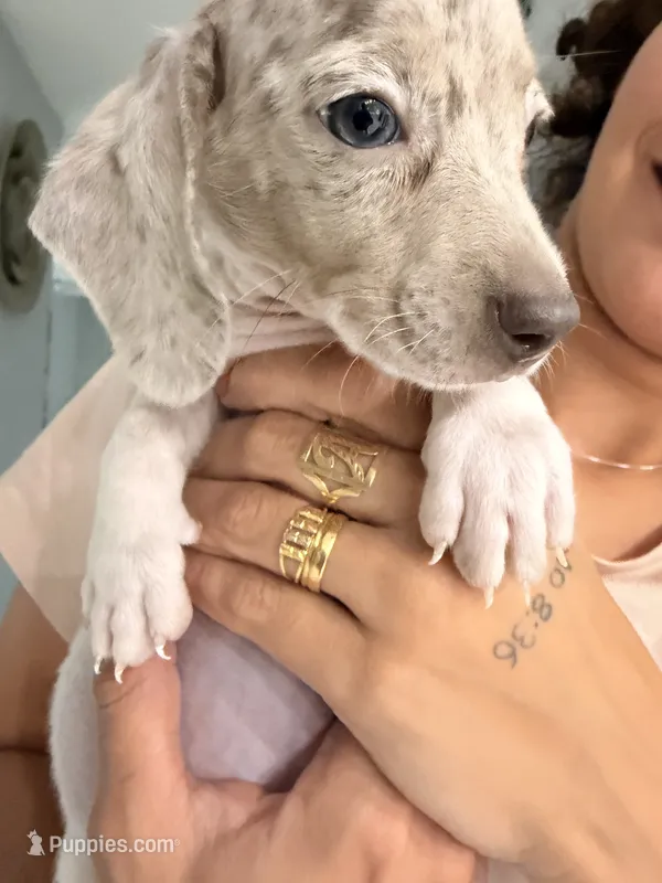 Leo – Miniature Dachshund puppy for sale in Kissimmee, FL