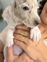 Leo, a male Miniature Dachshund for sale in Kissimmee, FL – 1 of 6