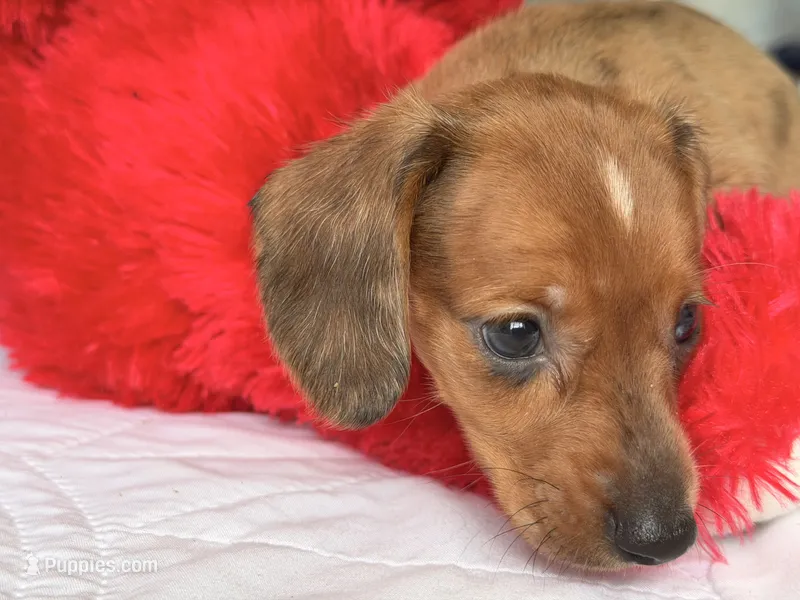 Scooby  – Miniature Dachshund puppy for sale in Kissimmee, FL