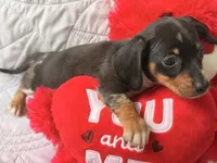 Gugu , a male Miniature Dachshund for sale in Kissimmee, FL – 6 of 9