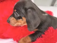 Gugu , a male Miniature Dachshund for sale in Kissimmee, FL – 3 of 9
