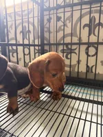 Scooby , a male Miniature Dachshund for sale in Kissimmee, FL – 4 of 8