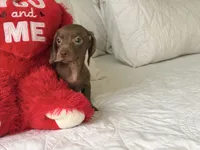 Theo , a male Miniature Dachshund for sale in Kissimmee, FL – 1 of 9