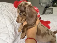 Mochi , a female Miniature Dachshund for sale in Kissimmee, FL – 8 of 9
