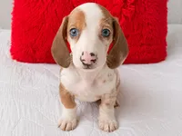 Hazel, a female Miniature Dachshund for sale in Kissimmee, FL – 3 of 10