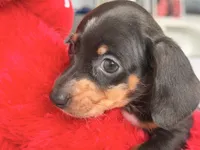 Gugu , a male Miniature Dachshund for sale in Kissimmee, FL – 2 of 9
