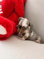Meet-unique , a female Miniature Dachshund for sale in Kissimmee, FL – 7 of 9