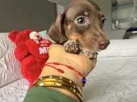 Emily , a female Miniature Dachshund for sale in Kissimmee, FL – 2 of 9