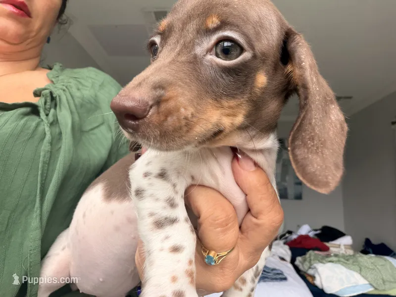 Emily  – Miniature Dachshund puppy for sale in Kissimmee, FL