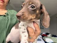 Emily , a female Miniature Dachshund for sale in Kissimmee, FL – 1 of 9