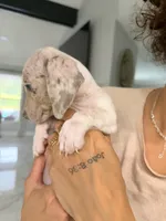 Leo, a male Miniature Dachshund for sale in Kissimmee, FL – 3 of 6