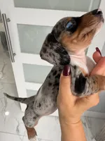Meet-unique , a female Miniature Dachshund for sale in Kissimmee, FL – 3 of 9