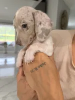 Leo, a male Miniature Dachshund for sale in Kissimmee, FL – 6 of 6