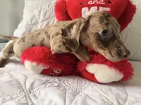 Mochi , a female Miniature Dachshund for sale in Kissimmee, FL – 4 of 9