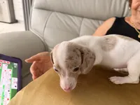 Snow , a female Miniature Dachshund for sale in Kissimmee, FL – 8 of 10