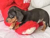 Gugu , a male Miniature Dachshund for sale in Kissimmee, FL – 5 of 9