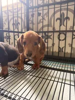 Scooby , a male Miniature Dachshund for sale in Kissimmee, FL – 3 of 8