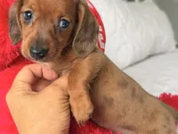 Scooby , a male Miniature Dachshund for sale in Kissimmee, FL – 8 of 8