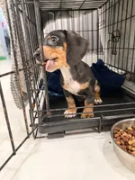 Léo  sweet boy, a male Miniature Dachshund for sale in Kissimmee, FL – 3 of 10