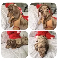 Mochi , a female Miniature Dachshund for sale in Kissimmee, FL – 9 of 9