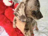 Mochi , a female Miniature Dachshund for sale in Kissimmee, FL – 3 of 9