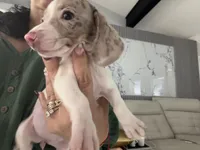 Snow , a female Miniature Dachshund for sale in Kissimmee, FL – 5 of 10