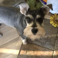 Breezy, a female Miniature Schnauzer for sale in Portland, OR – Photo 3 of 4