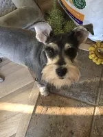Breezy, a female Miniature Schnauzer for sale in Portland, OR – Photo 3 of 3