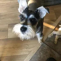 Breezy, a female Miniature Schnauzer for sale in Portland, OR – Photo 1 of 4