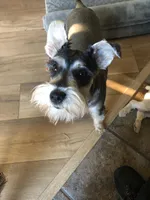 Breezy, a female Miniature Schnauzer for sale in Portland, OR – Photo 1 of 3