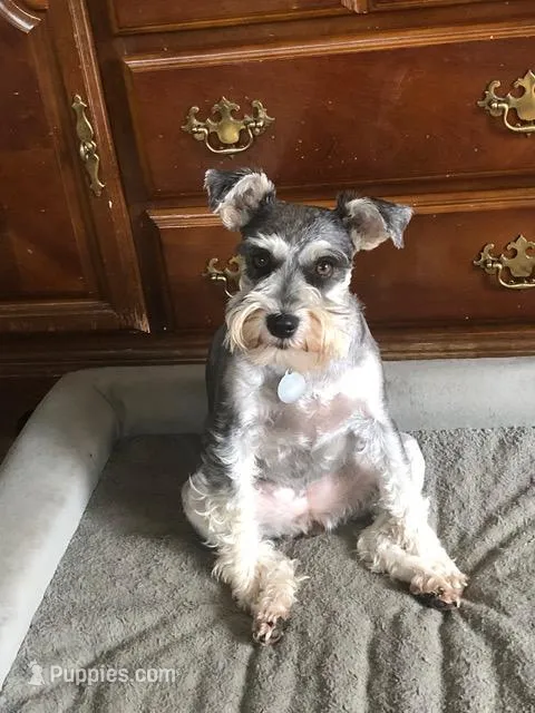 Breezy – Miniature Schnauzer puppy for sale in Portland, OR