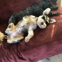 Breezy, a female Miniature Schnauzer for sale in Portland, OR – Photo 2 of 4