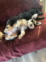 Breezy, a female Miniature Schnauzer for sale in Portland, OR – Photo 2 of 3